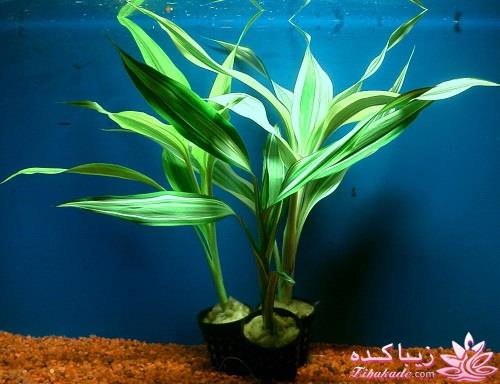 گیاهان آپارتمانی 